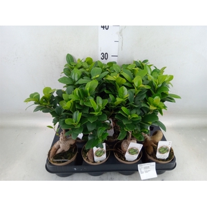 Ficus microcarpa 'Ginseng'