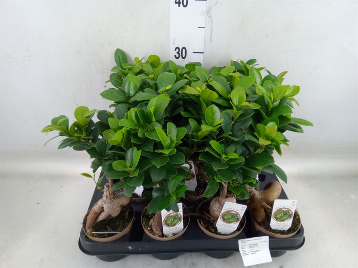 <h4>Ficus microcarpa 'Ginseng'</h4>