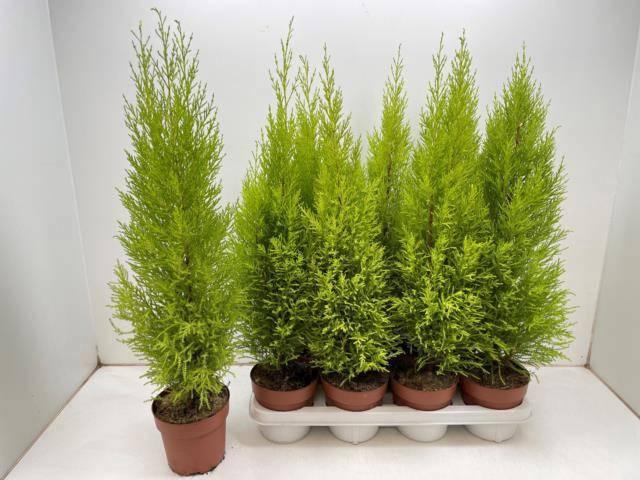 <h4>CUPR MA GOLDC WILMA</h4>