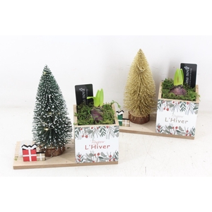 arr4 Hyacint RN - Lovely light mix