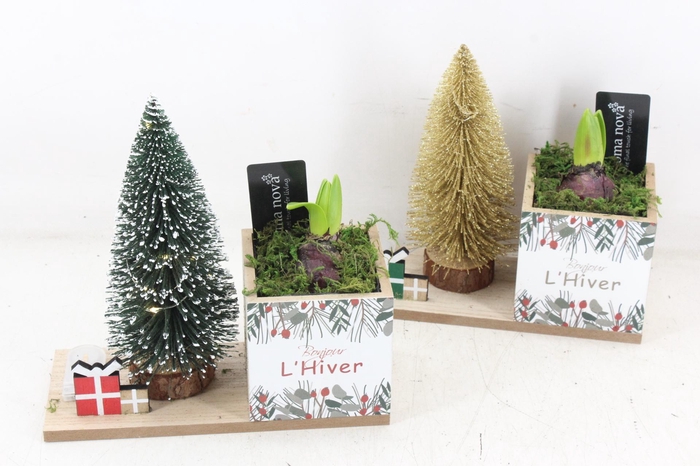 <h4>arr4 Hyacint RN - Lovely light mix</h4>