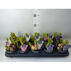 Hyacinthus orie. 'Multifl' ..mix 3