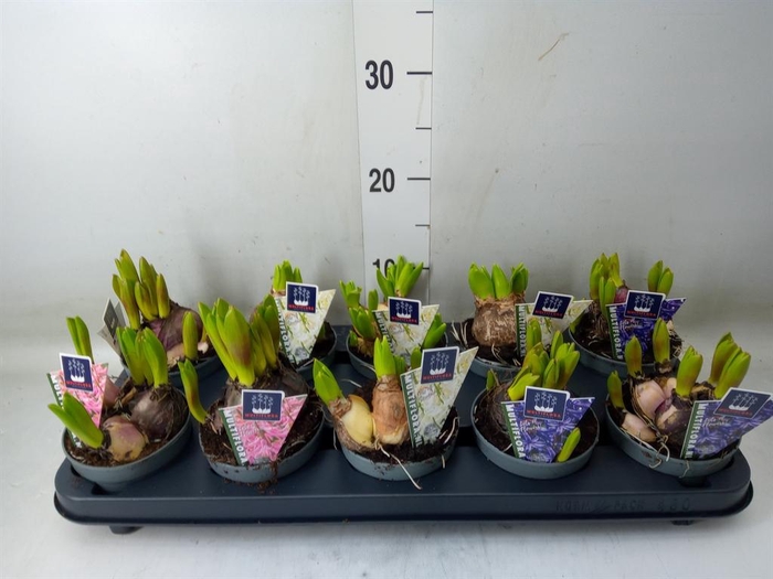 <h4>Hyacinthus orie. 'Multifl' ..mix 3</h4>