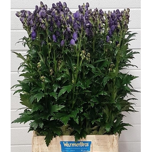 Aconitum car arendsii