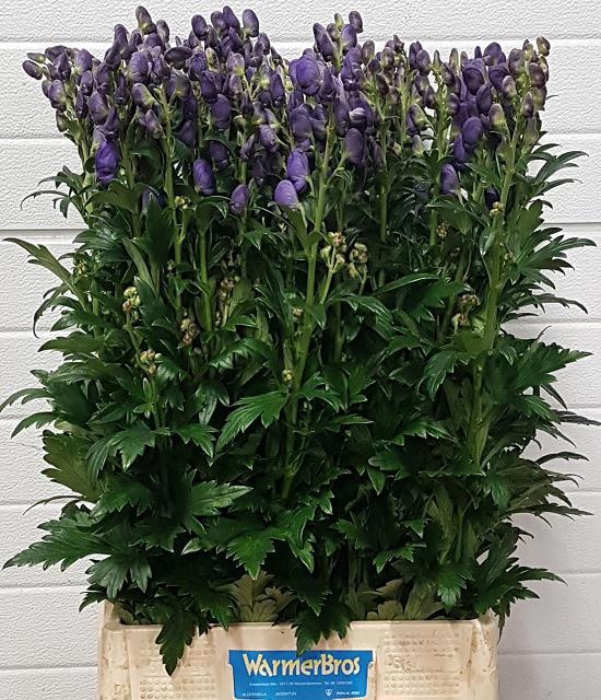 <h4>Aconitum car arendsii</h4>