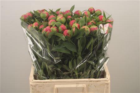 <h4>Paeo L Coral Charm</h4>