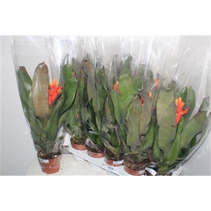 Aech Pe Elegant Flam