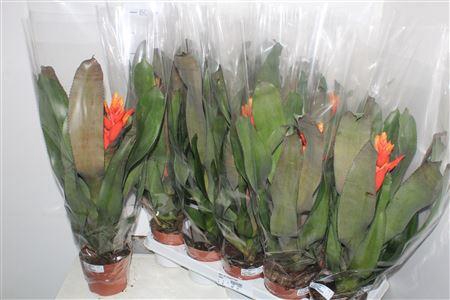 <h4>Aech Pe Elegant Flam</h4>