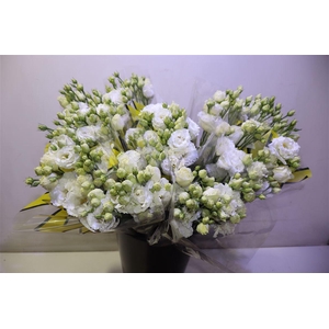 Eus G Alissa Pur Whi X5