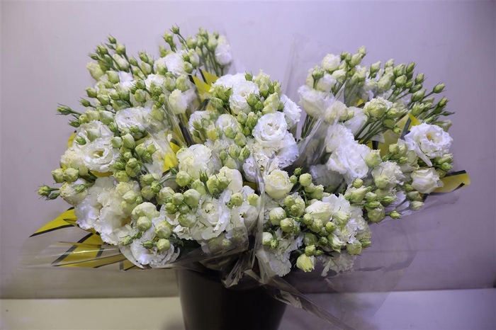 <h4>Eus G Alissa Pur Whi X5</h4>