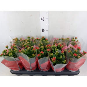 Kalanchoe blos. 'Perfecta Red'