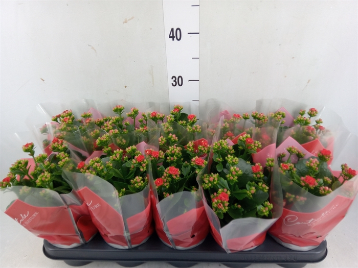 <h4>Kalanchoe blos. 'Perfecta Red'</h4>