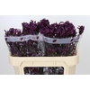 Anigozanthos Bush Merlot