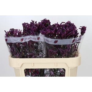 Anigozanthos Bush Merlot