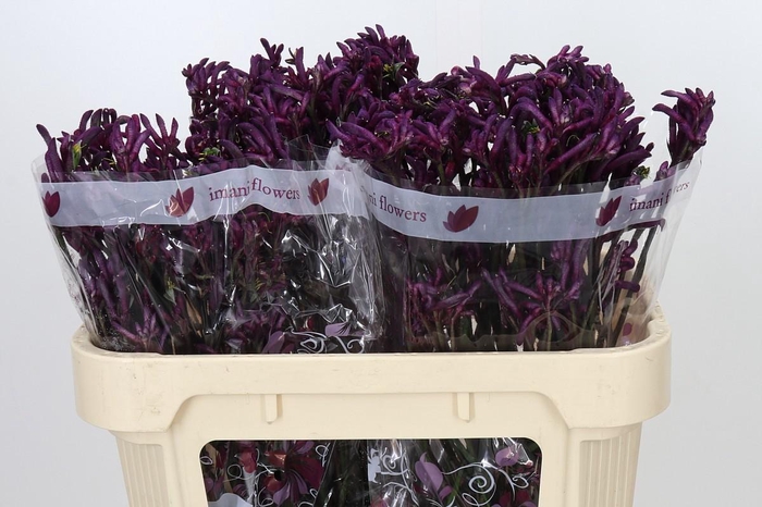 <h4>Anigozanthos Bush Merlot</h4>