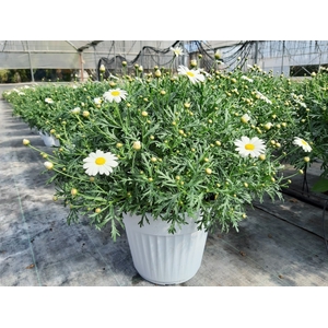 Argyranthemum frutescens mixed in pot