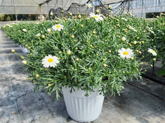 <h4>Argyranthemum frutescens mixed in pot</h4>