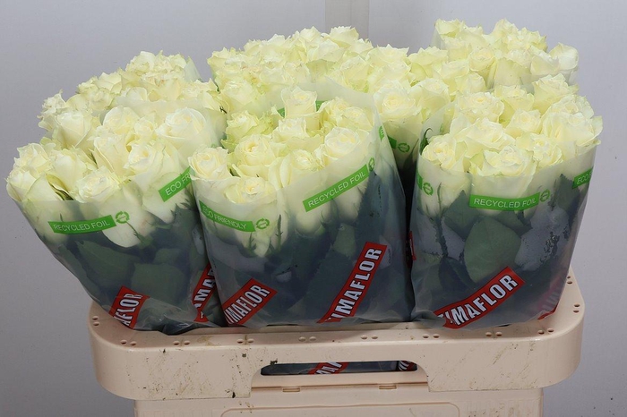 <h4>R Gr Albatros</h4>