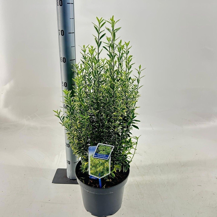 Euonymus japonicus Microphyllus Au