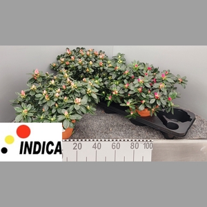 RHODO SI GEM 4 SRT