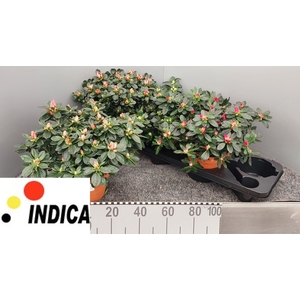 RHODO SI GEM 4 SRT