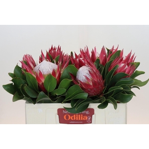 Protea Cynaroides Madiba