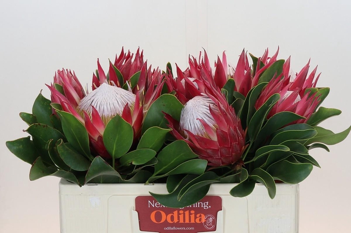 Protea Cynaroides Madiba