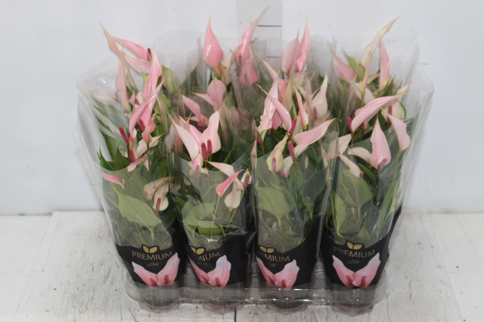 <h4>ANTHURIUM LILLI P09 PREMIUM</h4>