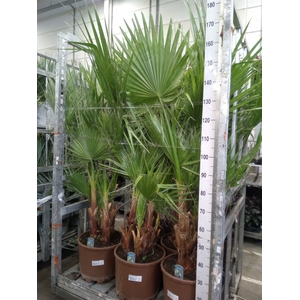 Washingtonia robusta