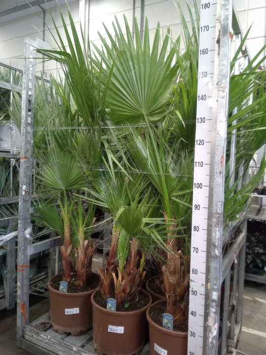 <h4>Washingtonia robusta</h4>