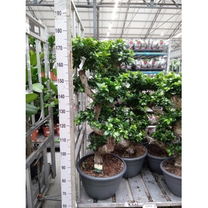 Ficus microcarpa 'Ginseng'