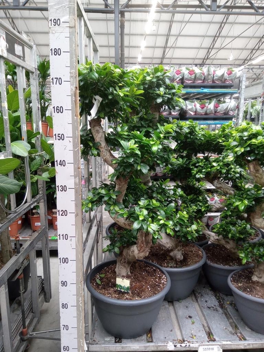 <h4>Ficus microcarpa 'Ginseng'</h4>