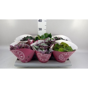 Begonia BD rex 'Beleaf'  ...mix