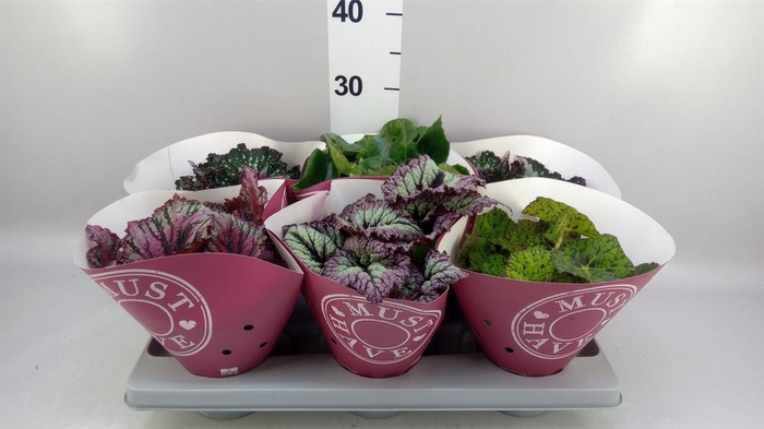 <h4>Begonia BD rex 'Beleaf'  ...mix</h4>