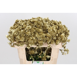 Astrantia Kl Bh Goud