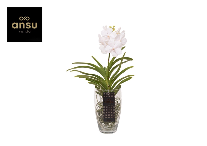 <h4>Vanda Charlotte White</h4>