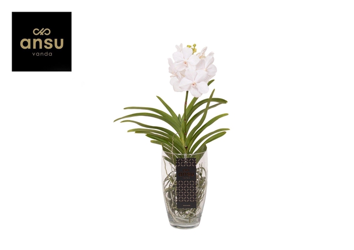 <h4>Vanda Charlotte White</h4>