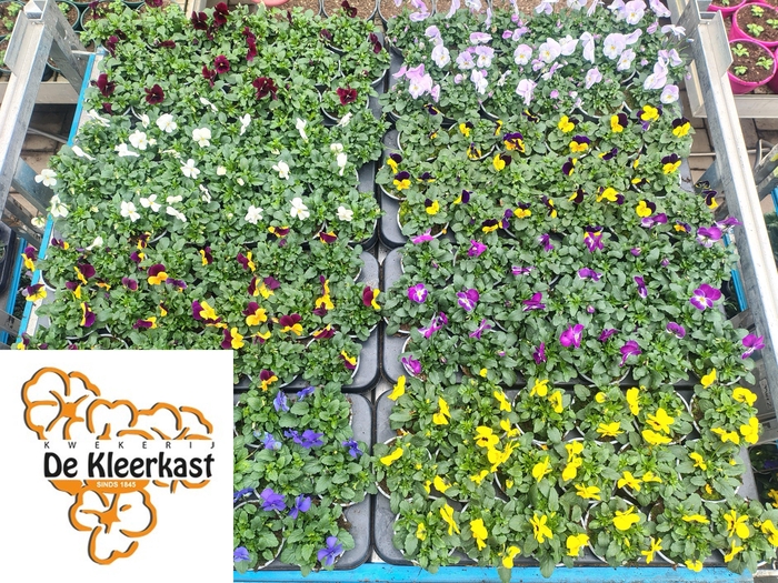 <h4>VIO CO MIXK</h4>