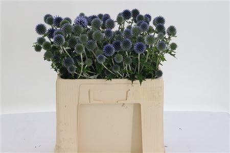 <h4>Echin Ba Blue Globe</h4>