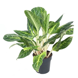 Aglaonema Key Lime