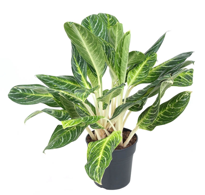 Aglaonema Key Lime