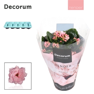 Kalan Calan Serenity Soft Pink