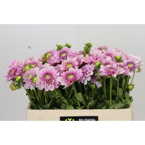 Dahlia Pink Silk