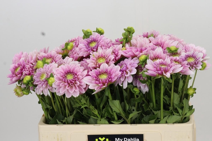 <h4>Dahlia Pink Silk</h4>