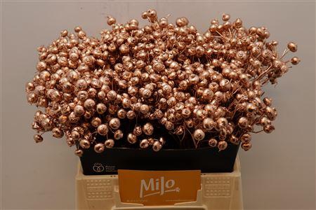 <h4>Rosa Klb Koper</h4>