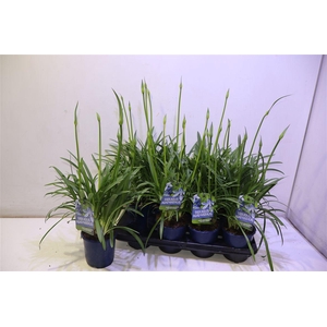 arr8 Agapa Fabulous Blue 3+ Tak