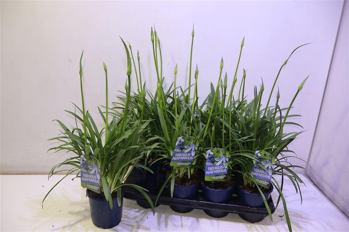 <h4>arr8 Agapa Fabulous Blue 3+ Tak</h4>