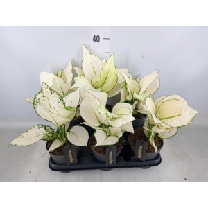 Aglaonema  'White Joy'