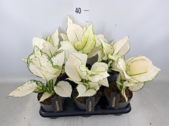 <h4>Aglaonema  'White Joy'</h4>