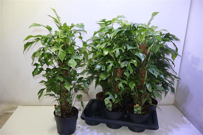 <h4>arr8 Phil Overig</h4>